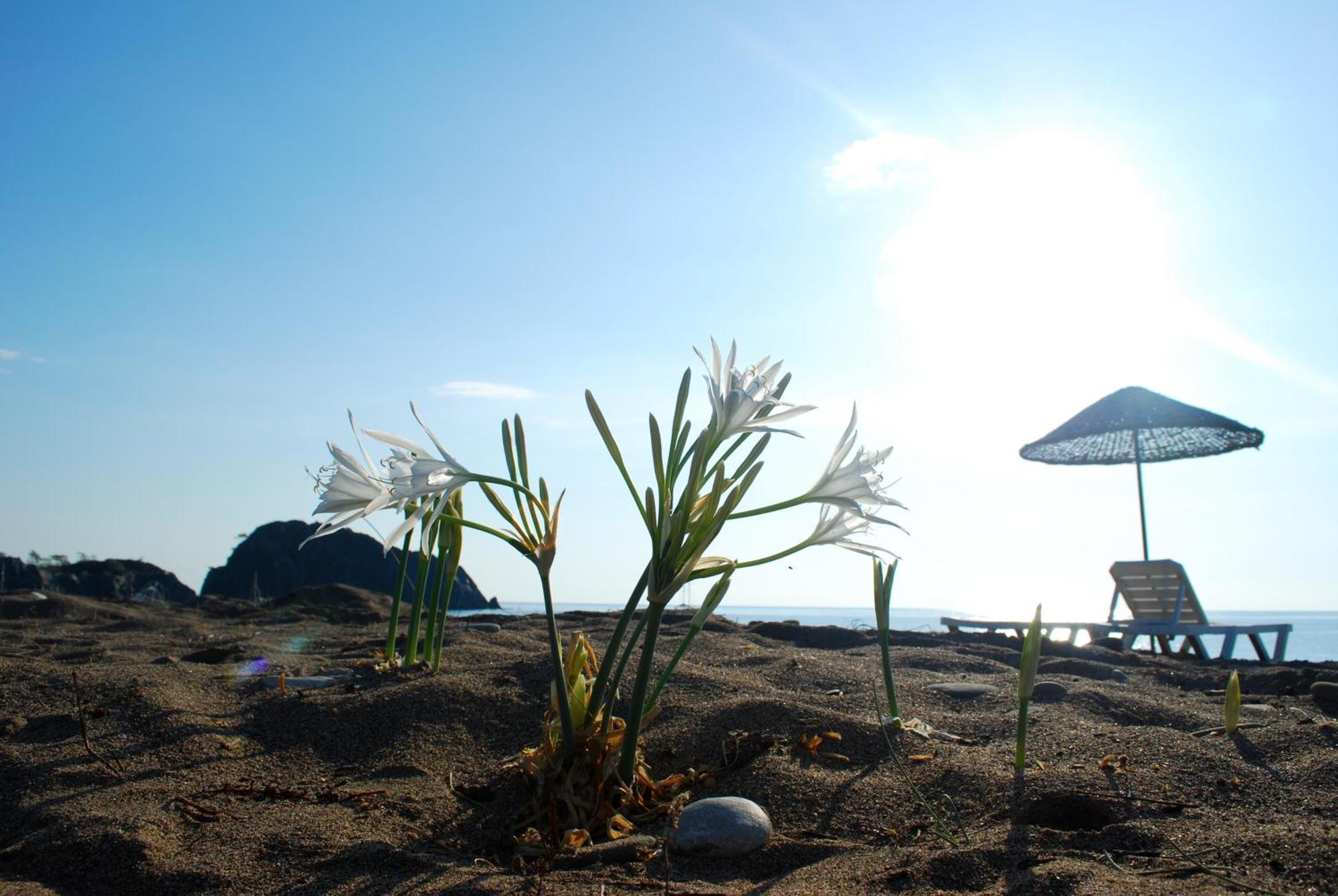 Ugur Pansiyon Bungalows Çıralı Extérieur photo