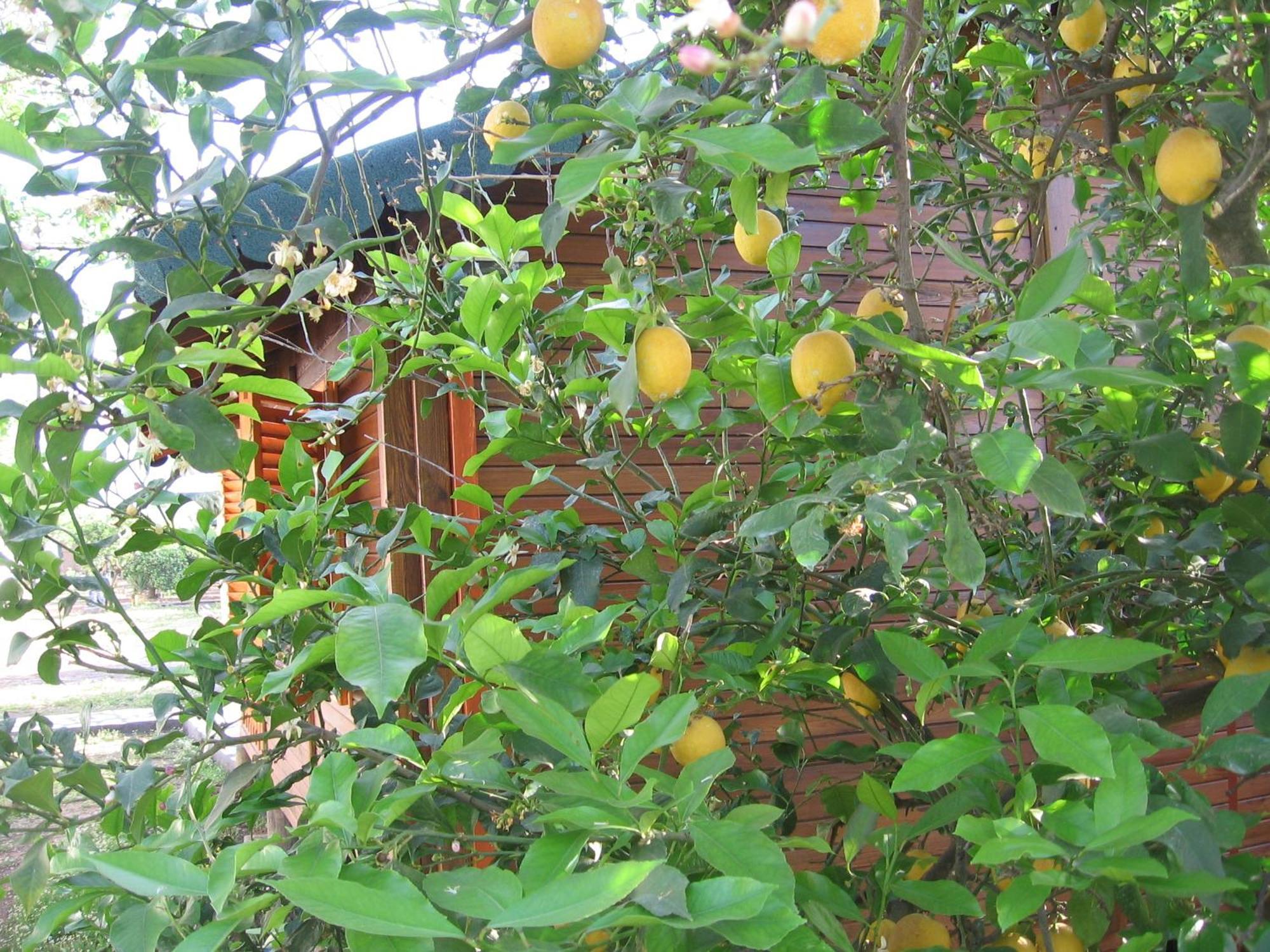 Ugur Pansiyon Bungalows Çıralı Extérieur photo